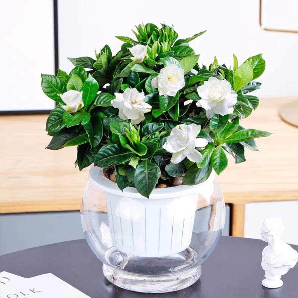 Jardín Plantas, semillas y bulbos kazefuri.net flores blancas orgánicas