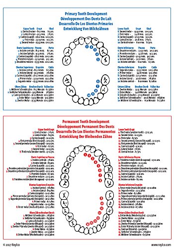 Dental Hygiene X-Ray Set