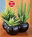 Artificial Miniature Succulents - Set of 3