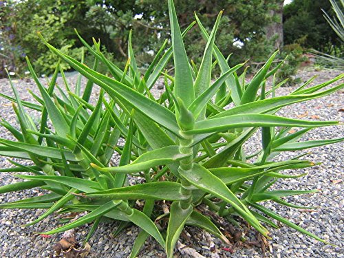 aloe vera nach waxing Aloe Vera Post Wax Lotion 500ml – Pro Impressions main image 0