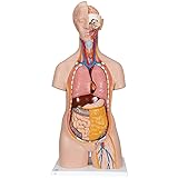 3B Scientific Classic Unisex Torso, 14 Part