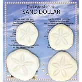 Legend of the Sand Dollar Gift Set with 4 Real Mini Sand Dollars | Christian Story Postcard Included, Natural 1-1.5 Inch Shells, Faith Inspired Keepsake