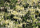 Scentsation Honeysuckle - Proven Winner - Lonicera - Very Fragrant - 4