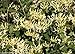 Scentsation Honeysuckle - Proven Winner - Lonicera - Very Fragrant - 4