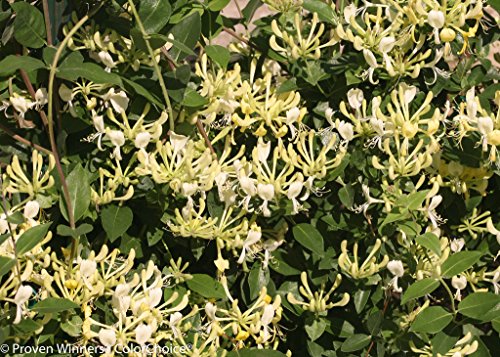 Scentsation Honeysuckle - Proven Winner - Lonicera - Very Fragrant - 4