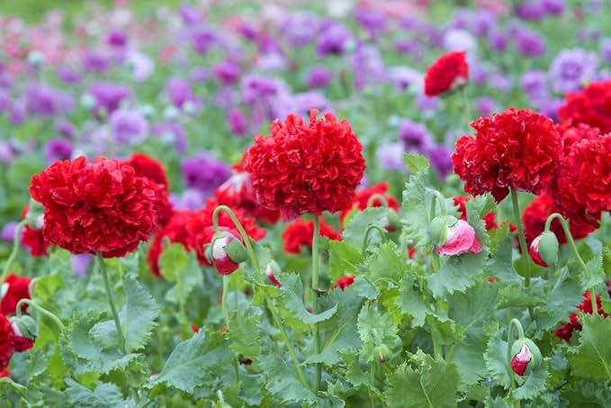 Mohn, Schlafmohn 'Rot Paeony' 50 Samen - Papaver somniferum (Poppy Red Peony) …