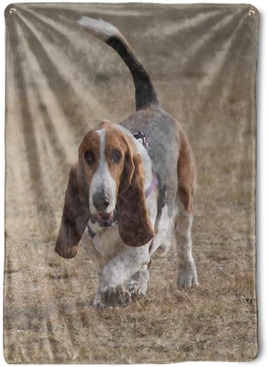 basset hound gifts amazon