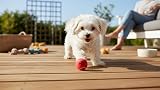 The Dog's Balls Dog Tennis Balls Red Small 6-Pack Non Abrasive Felt view 7