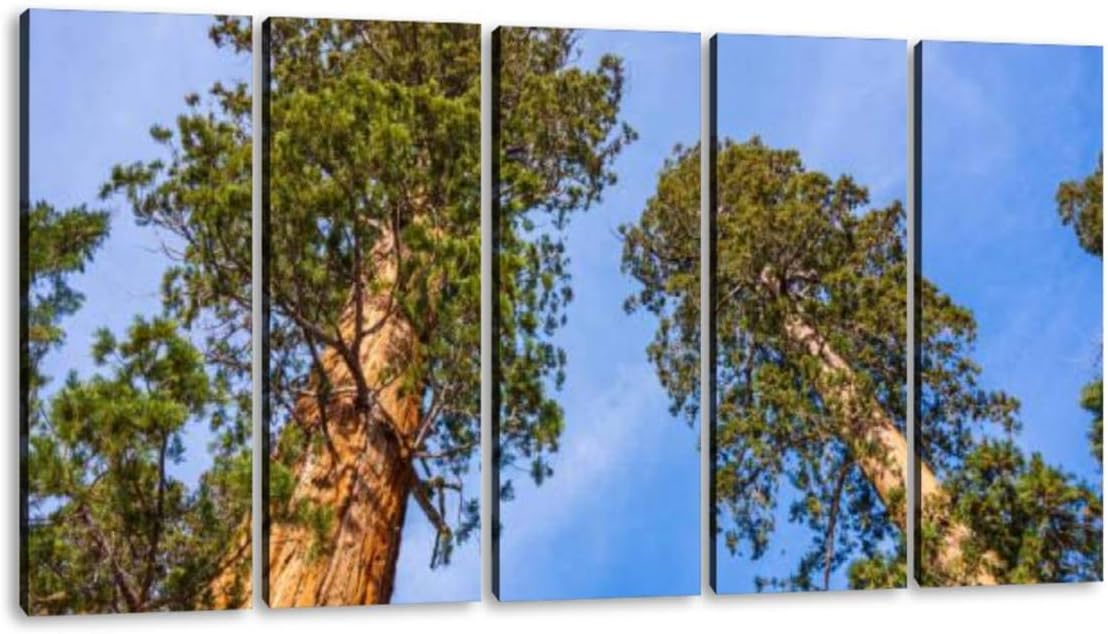 KiiAmy 5 Panels Art Wall Decor Giant Sequoia Trees in Sequoia National Park ca Redwood Forest Artwork Modern Canvas Prints Office Bedroom Home Decor Framed Painting Ready to Hang (60''Wx32''H)