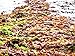 VitaminSea Organic Applewood Smoked Dulse - Flakes 2 oz / 56.5 G Maine Coast Seaweed - USDA & Vegan Certified - Kosher - Perfect for Keto or Paleo Diets - (AWSDF2)