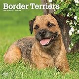 Border Terriers 2019 12 x 12 Inch Monthly Square Wall Calendar, Animals Dog Breeds Terriers (Multili by