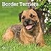 Border Terriers 2019 12 x 12 Inch Monthly Square Wall Calendar, Animals Dog Breeds Terriers (Multili by
