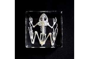 FLYINGBEAN Real Frog Toad Skeleton Specimens in Resin Paperweight Crafts, Animal Taxidermy Collection for Science Education & Desk Ornament (Toad Skeleton)