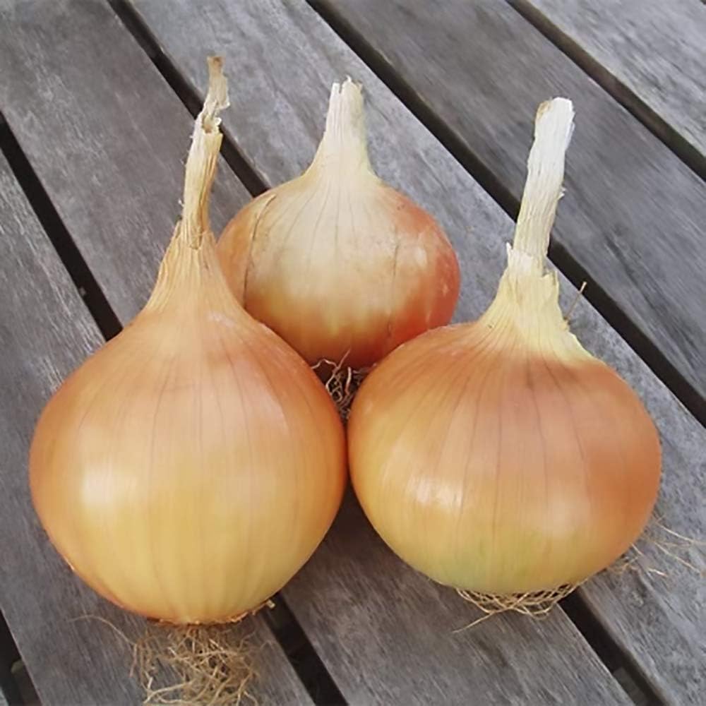 Radar Winter Onion Sets 2020 Stock 500g (Approx 100sets) Amazon.co