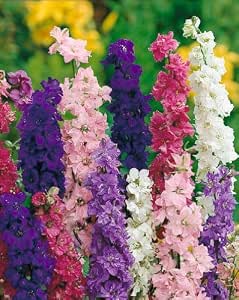 Rocket Larkspur Semillas Mixtas - Delphinium Ajacis Hyacinthiflorum Fl. Pl. - 500 Semillas – Garden Seeds Market | Envío Gratis