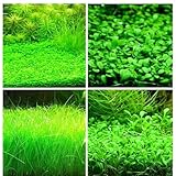 Aquarium Grass Plant Seeds – 4 Pack Aquarium