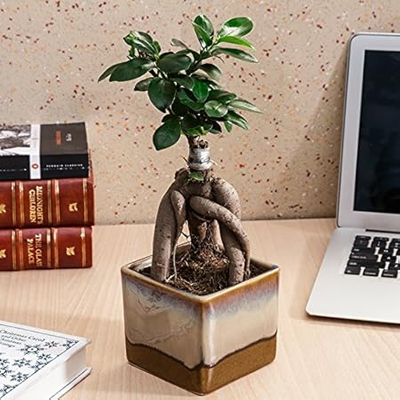 Exotic Green Ficus 3 Year Old Bonsai Plant Choco Brown Pot