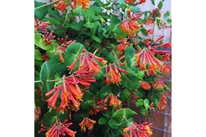 YOKEBOM Fragrant Dropmore Scarlet Honeysuckle Plant Live, Coral Honeysuckle Vine, Climbing Lonicera Perennial Honeysuckle Plants, 7-10 Inc Tall, No Pot