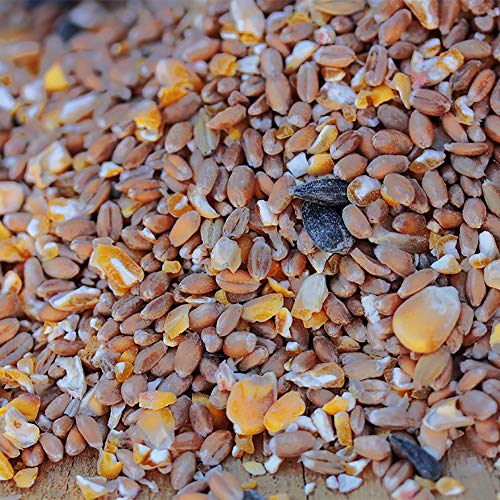 FederGold Körnermix â Hochwertige Getreidemischung für Wachteln, Hühner, Enten & Co. â Natürliche Energie & Verdauungsförderung mit Grit â Regional & Ohne Gentechnik – Bild 5