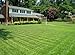 Compadre Zoysia Grass Seed "100% Pure Seeds Signature Series" 1 Lb. Bulk