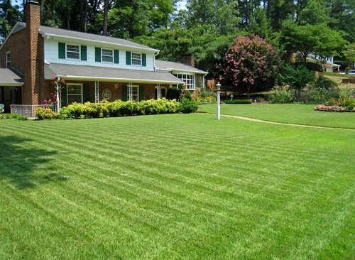 Compadre Zoysia Grass Seed Compadre Zoysia Grass Seed