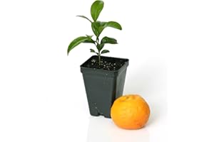 Gerald Winters and Son Satsuma Mandarin Tree Starter Plant. Citrus unshiu. 3'' - 5''