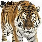 Big Cats Wall Calendar 2020 by 