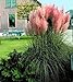 Pink Pampas Grass 200 Seeds - Cortaderia
