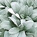 Supla 3 Pcs Fake Silk Lamb's Ear Leaf Spray Faux Artificial Greenery Flocked Lambs Ear Leaf in Silver Green 30