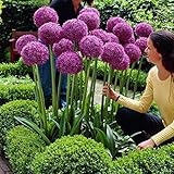 Adarl 25pc/Package Purple Allium Giganteum Seeds Ornamental Plants Seeds Courtyard Garden With Flower Seeds Professional Pack