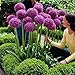 Adarl 25pc/Package Purple Allium Giganteum Seeds Ornamental Plants Seeds Courtyard Garden With Flower Seeds Professional Pack
