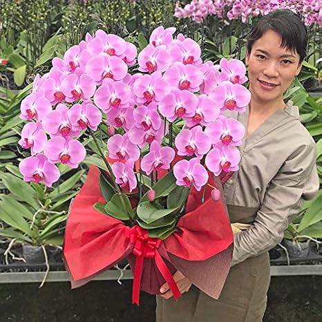 Amazon ふじみ野ラン園 最高級品質の胡蝶蘭 生花 ギフト 1ランクアップの中輪胡蝶蘭5本立ち ピンクワイン 現在蕾多め 生花 お正月 お歳暮 クリスマス 叙勲 ギフト 花 各種お祝い お中元 開店祝い お誕生日 御供に 防寒対策仕様 北海道 九州は配送不可 冬季は