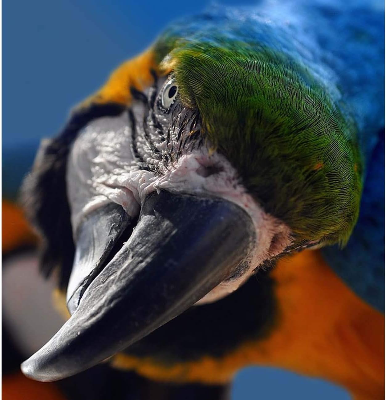DIY 5D Diamond Painting by Number Kits, Diymood Painting Parrot Paint with Diamonds Arts for Adults Full Drill Canvas Picture for Home Wall Decor 40x50cm(16x20inch) 001