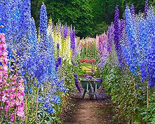 Larkspur - Wild Delphinium Mixed Colors - 4' Tall and Used Widely by Floral Designers