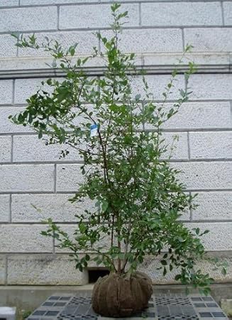 Amazon ブルーベリー 株立ち 樹高1 5m前後 花