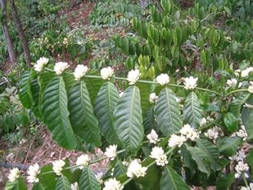 Kaffee Samen (Bohnen) Coffea robusta -20 Samen