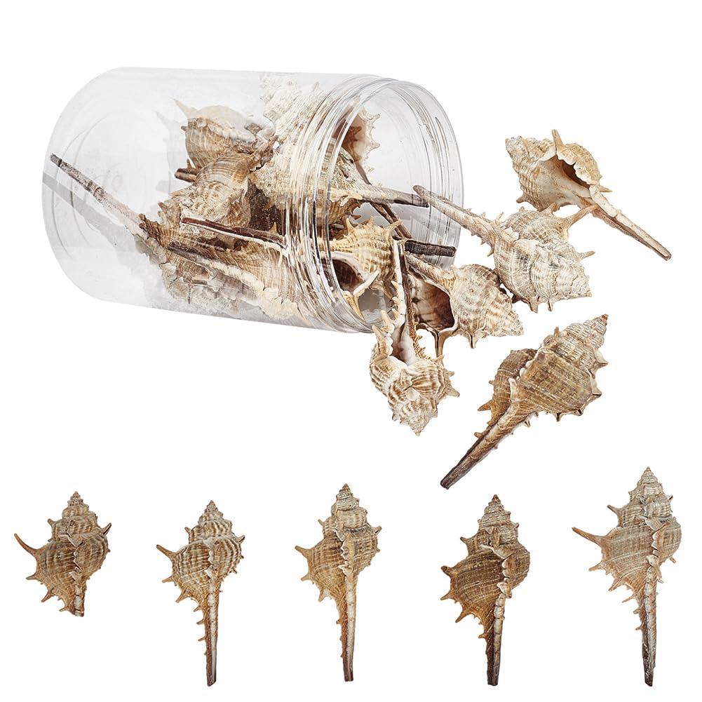 SUNNYCLUE 1 Box 130g Natural White Conch Shell Spiral Seashells Ocean Beach Craft Charms Sea Shells Bulk Undrilled for Earring Necklace Bracelet Jewelry Making Home Party Decoration