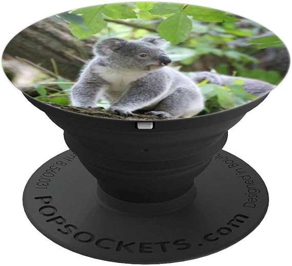 Amazon Com Koala Bear Cute Climbing Eucalyptus Tree