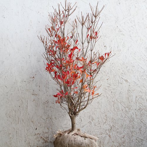 通販 ドウダンツツジ 樹高80cm前後 B01nbhwwip 低木 生垣 単品 植木 Jurnal Ulb Ac Id
