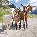Goats 2019 12 x 12 Inch Monthly Square Wall Calendar, Domestic Farm Animals (Multilingual Edition) by