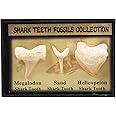 Set of 3 Authentic Prehistoric Real Shark Teeth Fossil with Card,Megalodon Shark Tooth,Sand Shark Tooth&Helicoprion Shark Tooth Kit for Collection and Education
