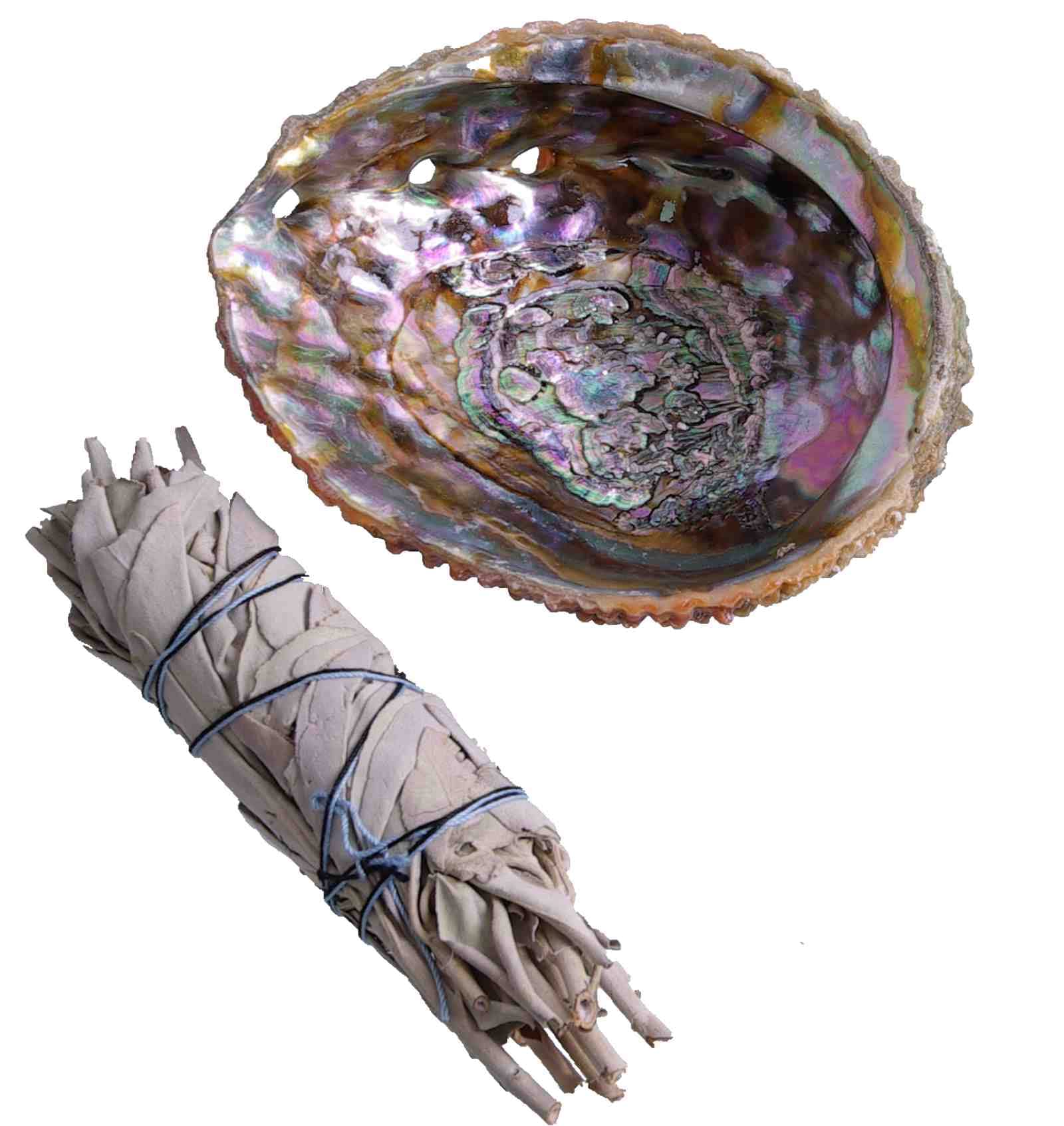 Set: White Sage Middle Smudge and wounderfull Natural, Inside Polished, Abalone Shell 4-5Inch (~11-13,5 cm) - Salvia Apiana - White SAGE Smudge ML 5-6'' (~ 13-15cm~ 30-35g.)