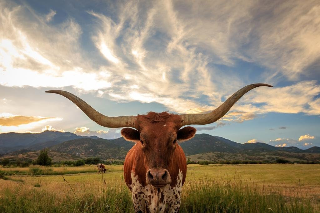 Texas Longhorn Bull Standing in Pasture Close Up Photo Photograph Cool Wall Decor Art Print Poster 36x24