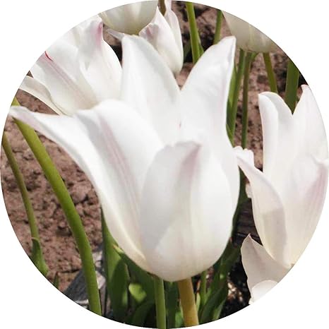 Amazon チューリップ 球根 ホワイトスワン 新潟県育成品種 12cm球 50球入 白 球根