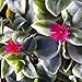 Aptenia cordifolia variegata, Crystal, Baby Sun Rose, 3