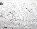 b_odd supplies A Set of 4, Giant Wall Size Coloring Posters for Kids Coloring Book Wall Decals for Kids Room Décor, 29.9