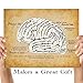 Brain - 11x14 Unframed Art Print - Makes a Great Clinic or Office Decor and Gift Under $15 for Doctors, Medical Students, Nurses and Healthcare Professionals
