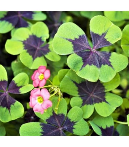 Amazon.com : Easy to Grow Oxalis Shamrock 'Iron Cross' Plant Amazon.com : Easy to Grow Oxalis Shamrock 'Iron Cross' Plant