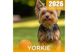 Yorkie 2026 Calendar