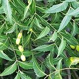 Neem Tree Seeds (Azadirachta indica) 3+ Tropical Medicinal Herb Seeds + FREE Bonus 6 Variety Seed Pack - a $29.95 Value! Packed in FROZEN SEED CAPSULES for Growing Seeds Now or Saving Seeds for Years